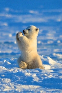 polar animal postcard swap
