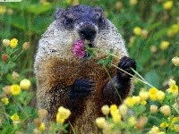 TPP: Alter a PC Add a Groundhog