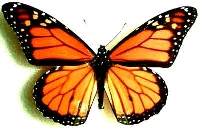 Rainbow butterfly ATC series #2- orange 