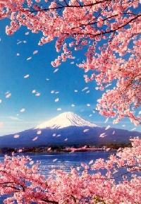 Cherry Blossom PC 