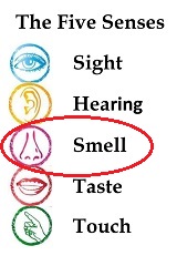 ATC Series: The 5 Senses - Smell