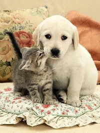 puppy or kitten postcard