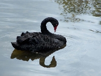 Pinterest - All Black Birds