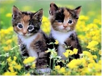 APDG ~ Spring Kittens