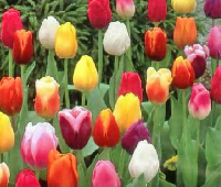 Spring Blooms ATC series #2 TULIPS 