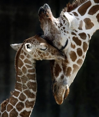 WPS - Mom and Baby Animal Postcard