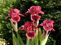 Spring Blooms ATC Series #9 Irises