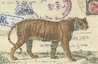 Postcard Swap - BIG CATS!