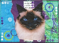 CC: Cat collage postcard