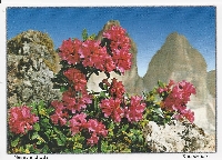 Big Used Postcard Swap #4
