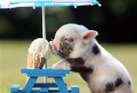 APDG~Teacup Animal Series~Pig