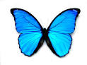 BL~ Matching Butterfly ATC #3 Blue