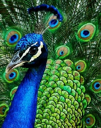 WIYM: Peacock twinchies