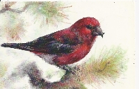 AN Bird Postcards