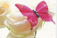 AN Butterfly Postcard