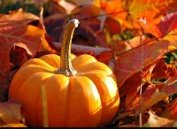 Pocket Letter: Fall/Autumn Themed