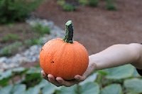 Pinterest: Pumpkin (Helena8664 for LadyofUnicorns)