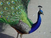 Pinterest: Peacocks