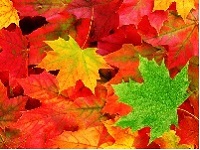 TSJ: Autumn Leaves