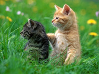NH: Tiny Cat Swap