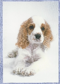 AN Dog Postcards International