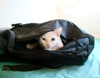 Let the Cat Out of the Bag!