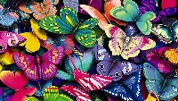 Mini pocket letter Butterflies