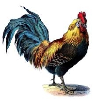 HG: Chinese New Year - The Year of the Rooster