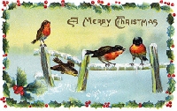 Christmas Cards with Birds #3 - USA