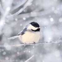 Pinterest: Winter