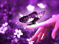 BL ~ Matching Butterfly #4 Purple