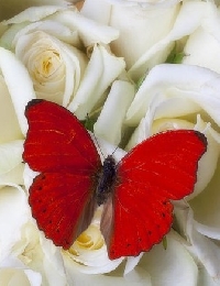 Butterfly color series #1 RED