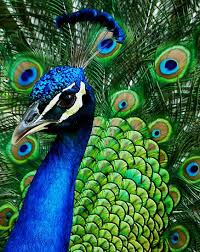 Bird Series-Peacock