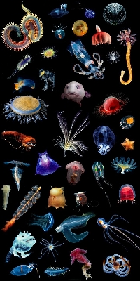 Pinterest - Under the sea