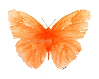 SS: Butterfly color series #2 ORANGE