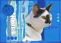 FCMA: Handmade cat postcard