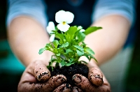 Pinterest: Gardening