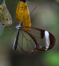 EF~ Butterfly profile deco