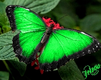 SS: Butterfly color series #4 GREEN
