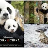 EF~DisneyNature Movie Series #1 - Pandas
