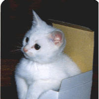 WIYM: CAT postcard customized ~ USA