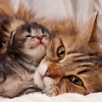 ATCs Furry Friends #1 - Kittens & Cats