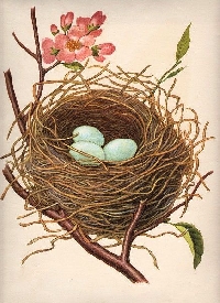 MFF: Vintage Bird Nest BTC