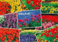 PTG: Multiview Postcard - Just Flowers