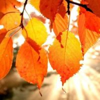 TSP Autumn Leaves & Meditation Swap