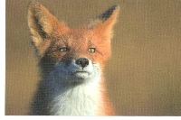 PH: Animal Postcards #2