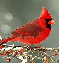 Winter Cardinal - Sender's Choice/USA