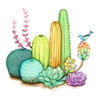 Cactus or Succulent ATC International