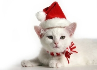 Merry Christmas to the Cats!