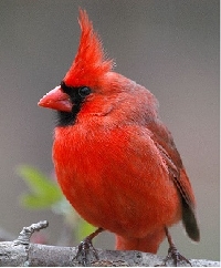 Winter Birds:  Cardinal 